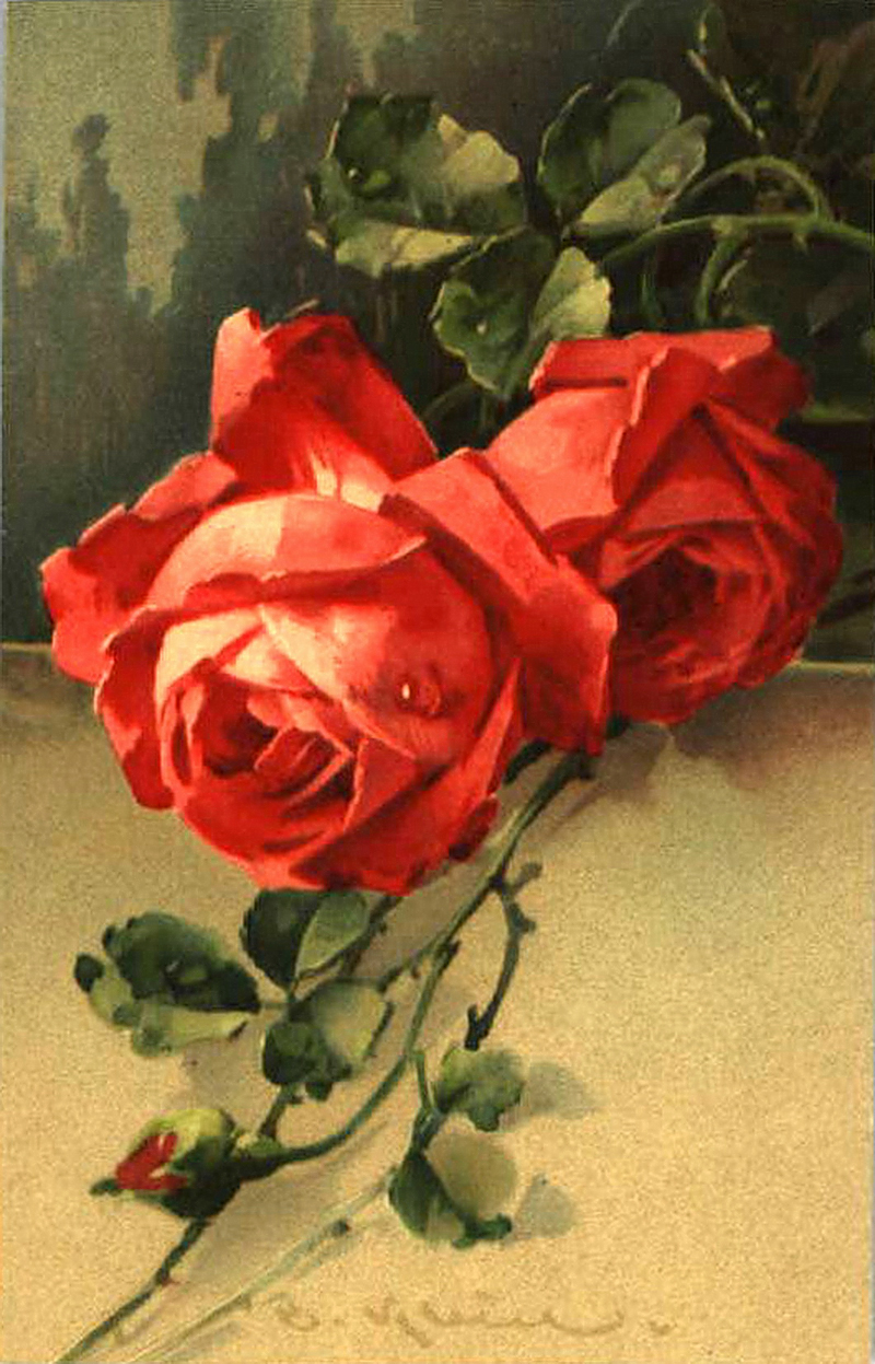 Катарина Кляйн розы